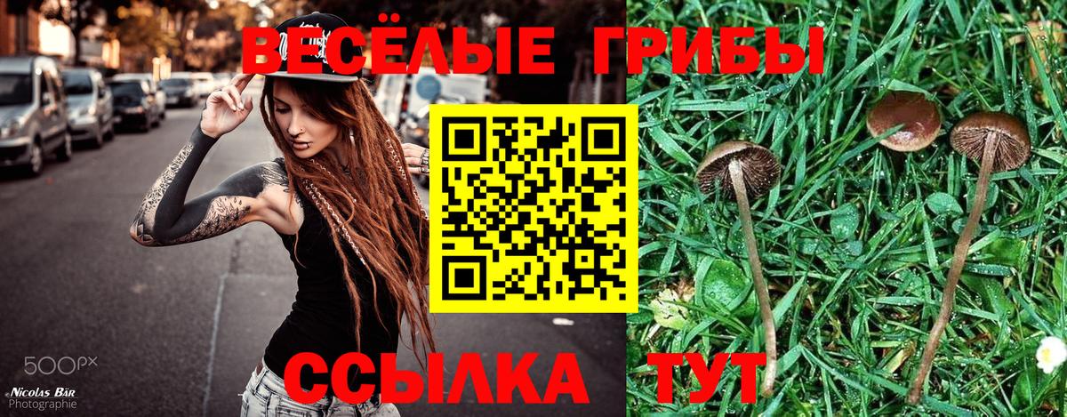 Ступино  Галлюциногенные грибы Psilocybe  Вход с VPN 
